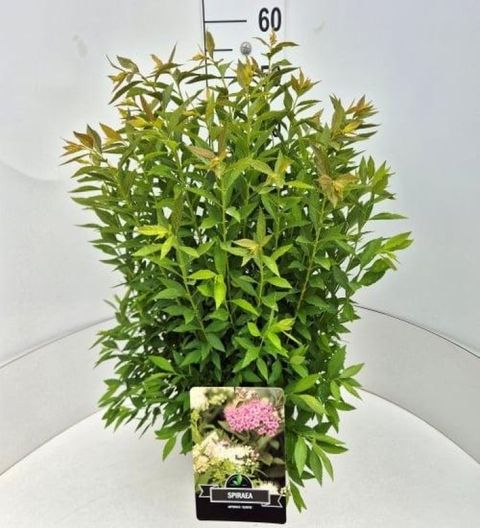 Spiraea japonica 'Genpei'