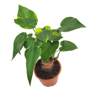 Alocasia cucullata