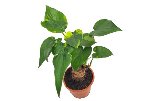 Alocasia cucullata