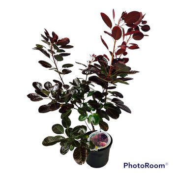 Cotinus coggygria 'Роял Пепл'