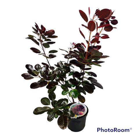 Cotinus coggygria 'Royal Purple'