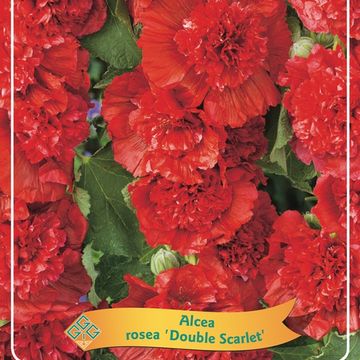 Alcea rosea 'Chater's Double Scarlet'
