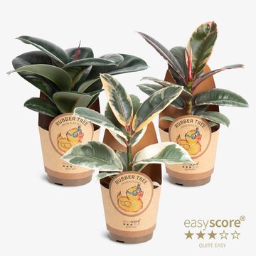 Ficus elastica MIX