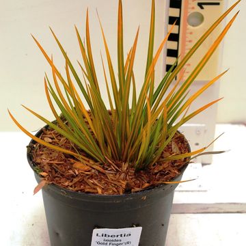 Libertia ixioides GOLDFINGER