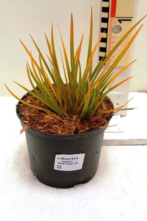 Libertia ixioides GOLDFINGER