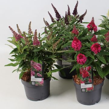 Buddleja davidii BUTTERFLY CANDY MIX