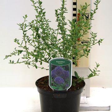 Ceanothus 'Concha'