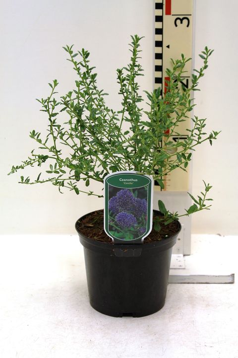 Ceanothus 'Concha'