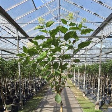 Hydrangea paniculata 'Phantom'