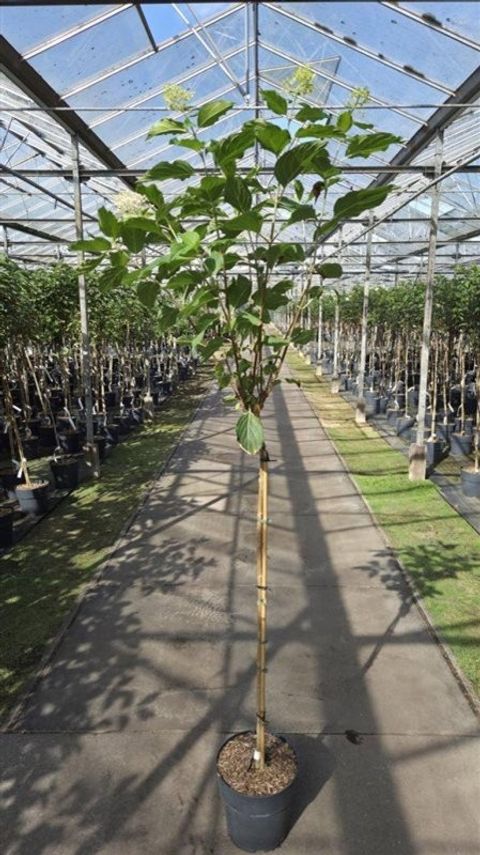 Hydrangea paniculata 'Phantom'