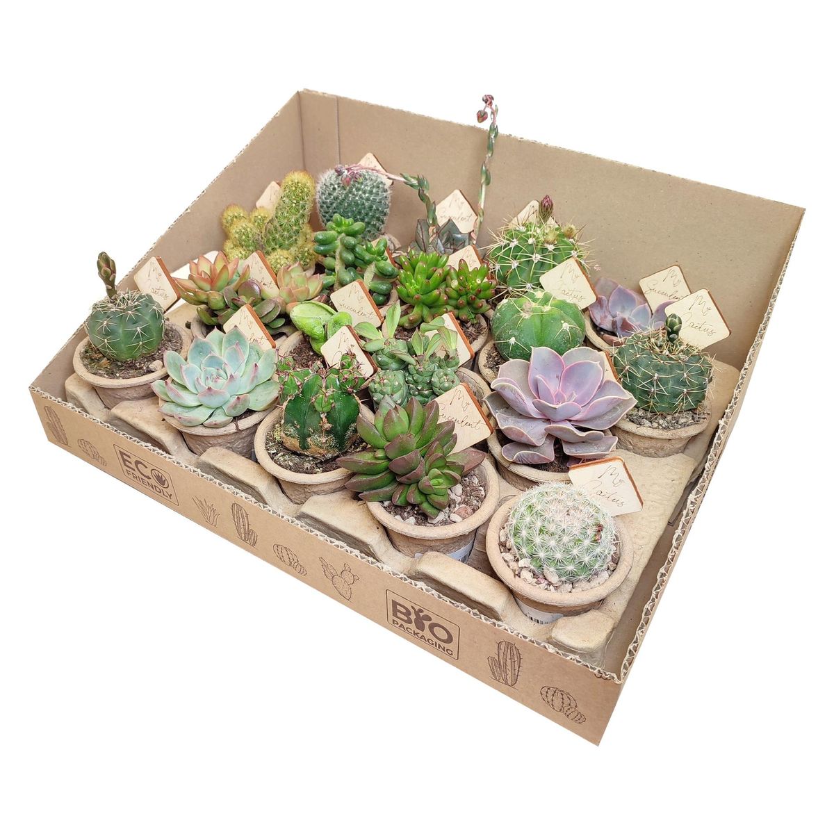 Cactus MIX — Plant Wholesale FlorAccess