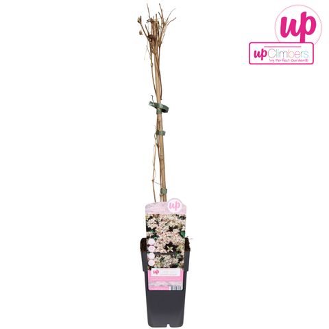 Clematis 'Marjorie' (M)