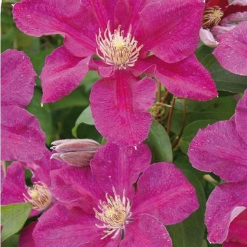 Clematis 'Ernest Markham' (LL)