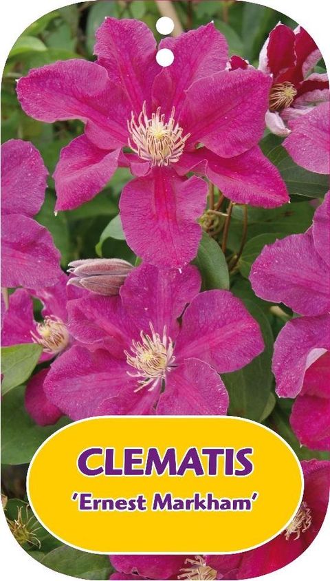 Clematis 'Ernest Markham' (LL)