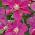 Clematis 'Ernest Markham' (LL)