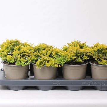 Джуниперус горизонтальный 'Голден Карпет'