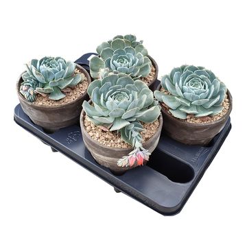 Echeveria secunda