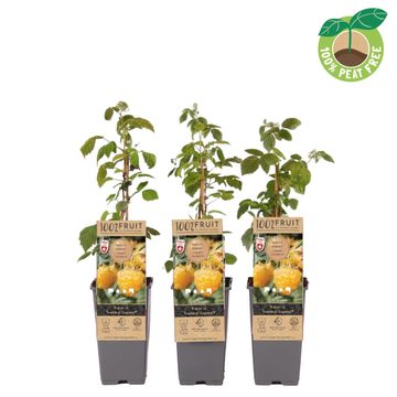 Rubus idaeus TWOTIMER SUGANA YELLOW