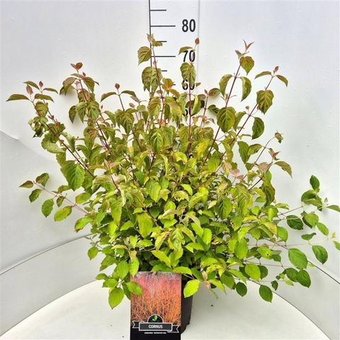 Cornus sanguinea 'Midwinter Fire'