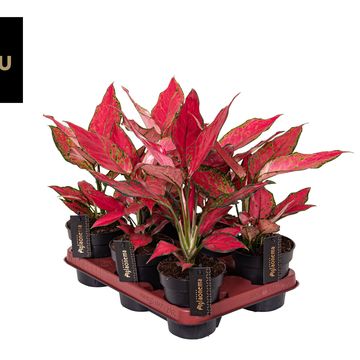 Aglaonema 'Cherry Baby'