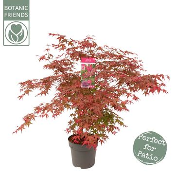 Acer palmatum 'Beni-maiko'