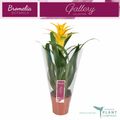 Guzmania 'Desire'