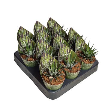 Haworthia fasciata 'Big Band'
