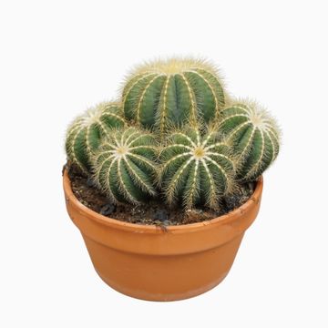 Notocactus magnificus