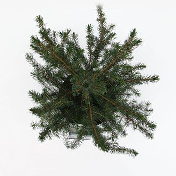 Picea omorika