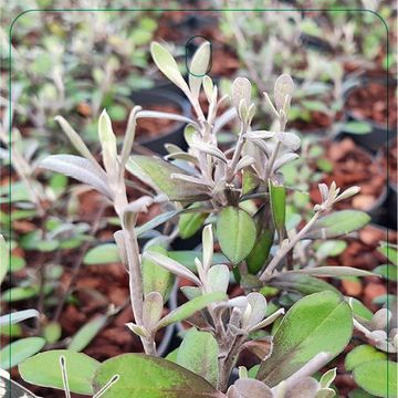 Corokia x virgata 'Frosted Chocolate'