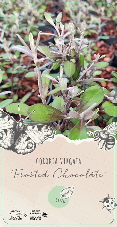 Corokia x virgata 'Frosted Chocolate'