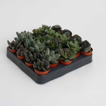Adromischus MIX