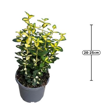 Euonymus fortunei BLONDY