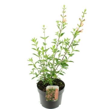Salvia x jamensis BELLE DE LOIRE