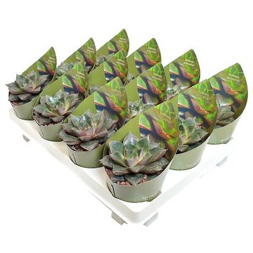 Echeveria purpusorum