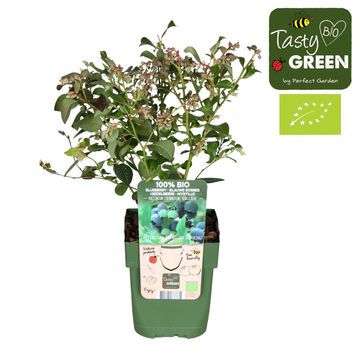 Vaccinium corymbosum 'Bingo Blue'