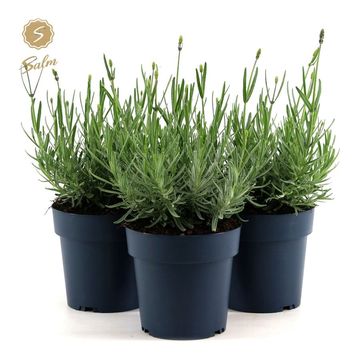 Lavandula angustifolia 'Felice'