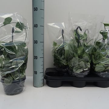 Scindapsus pictus 'Silvery Ann'