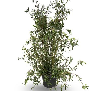 Salix 'Erythroflexuosa'