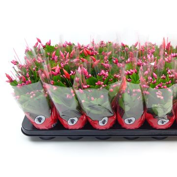 Schlumbergera MIX