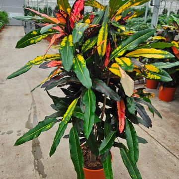 Codiaeum variegatum 'Mango'