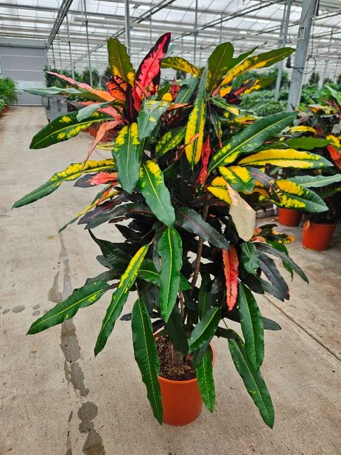 Codiaeum variegatum 'Mango'