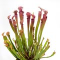 Sarracenia leucophylla 'Mississippi'