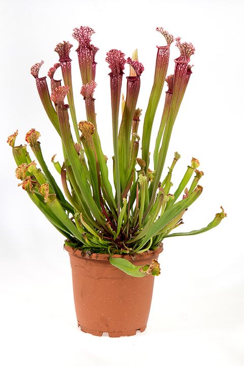 Sarracenia leucophylla 'Mississippi'