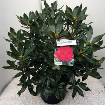 Rhododendron 'Нова Зембла'