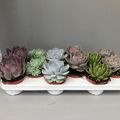 Echeveria MIX