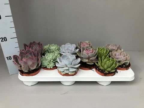 Echeveria MIX