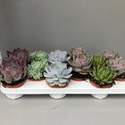 Echeveria MIX