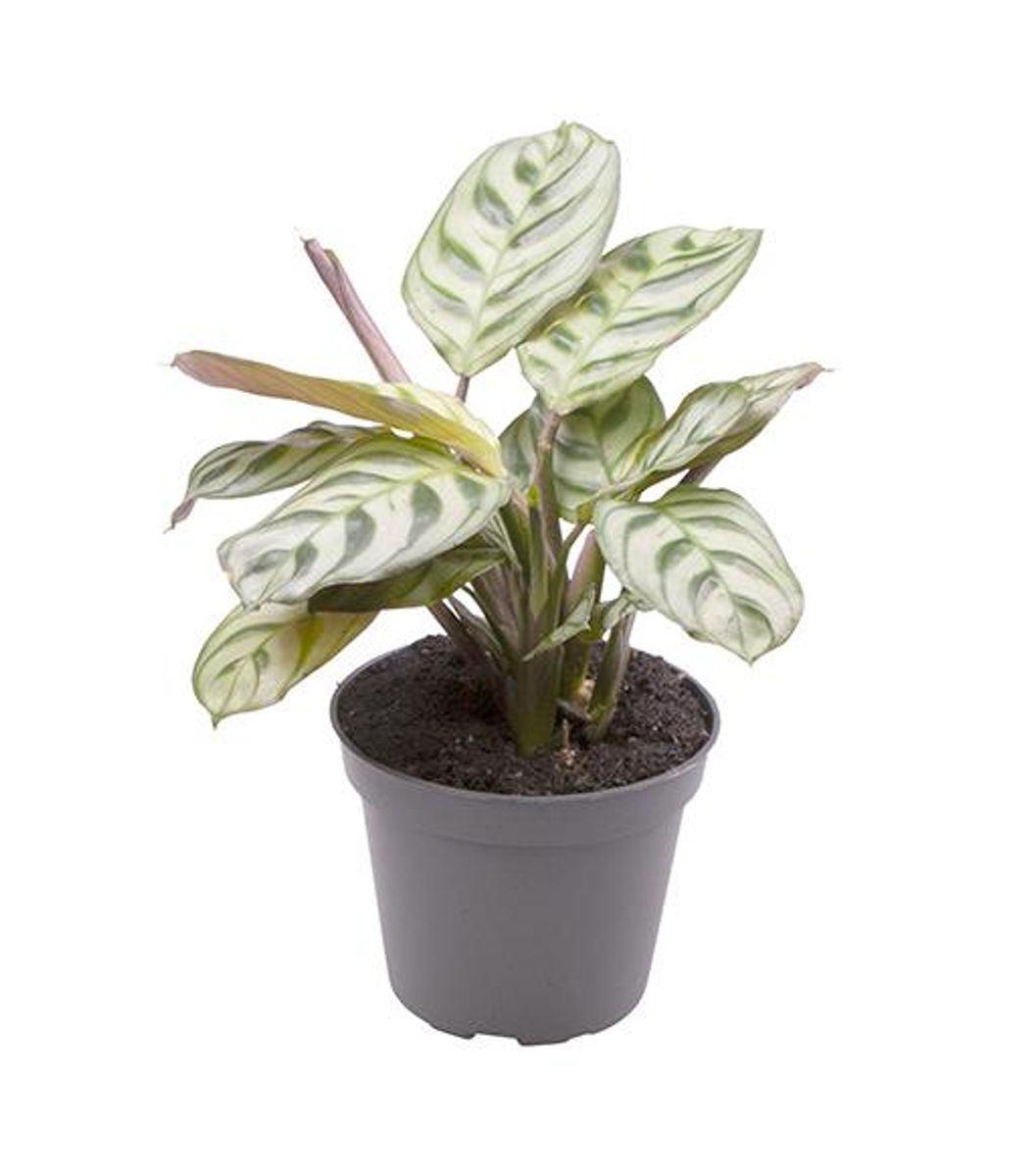 Maranta leuconeura 'Amabilis' — Plant Wholesale FlorAccess