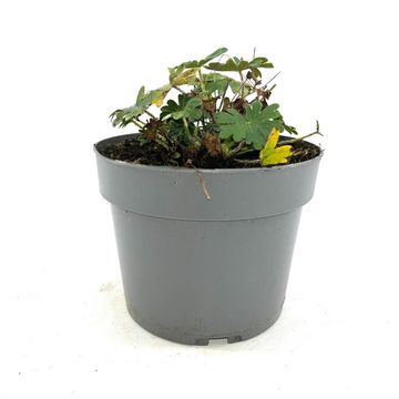 Geranium sanguineum 'Album'